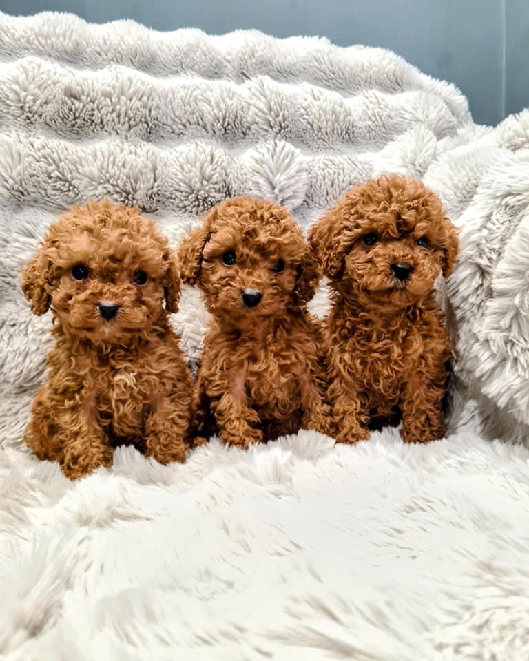Cavapoo and Cockapoo puppies bred from our Toy Poodle studs