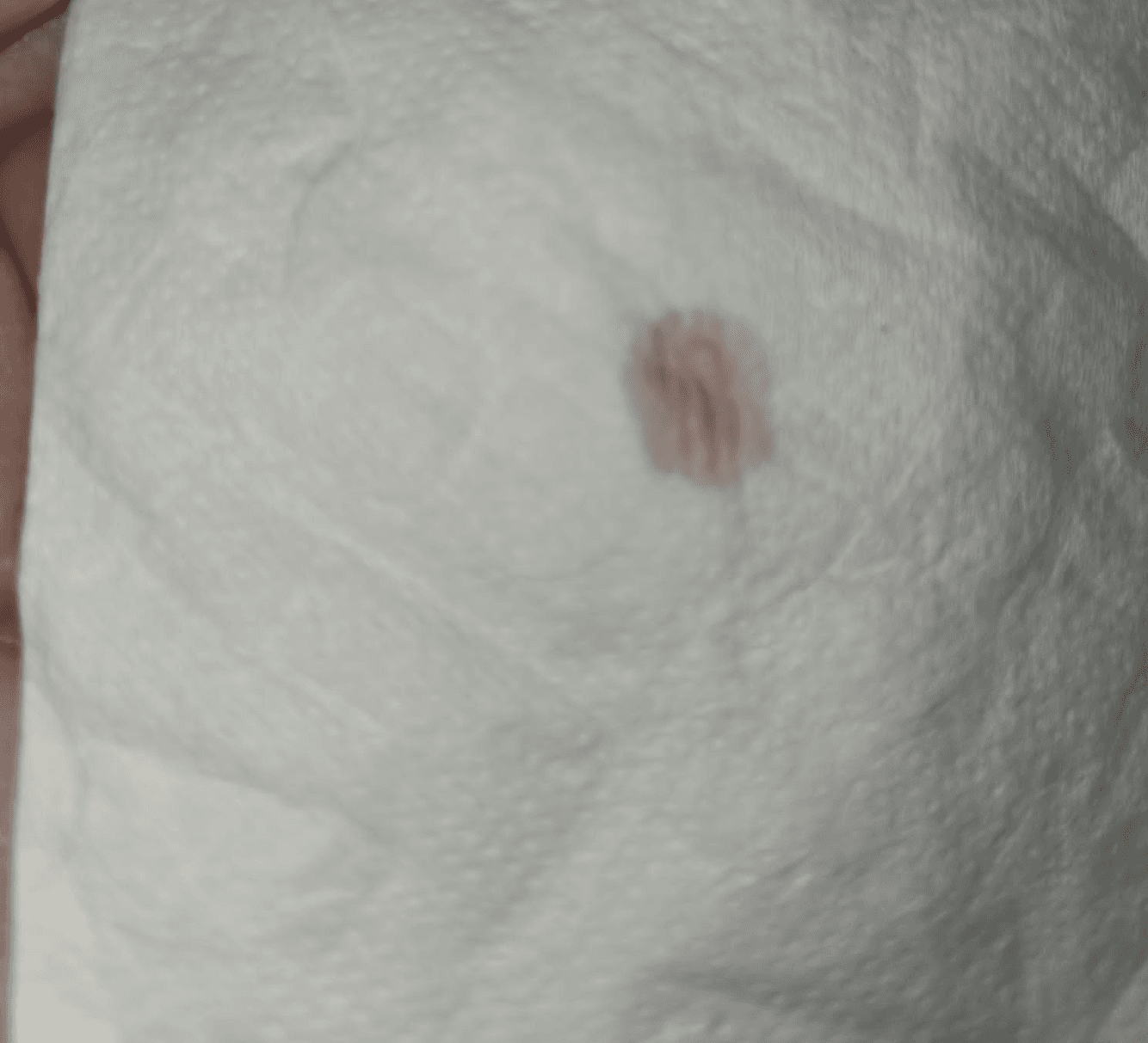 Example of light straw coloured discharge indicating a dog may be ready for mating